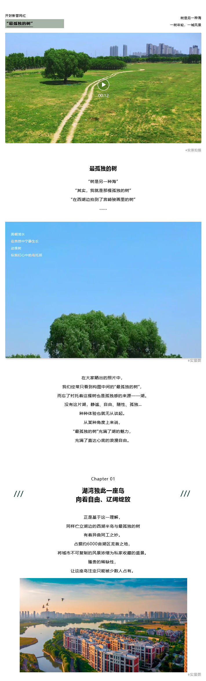 枫华西湖半岛开封网红孤独树